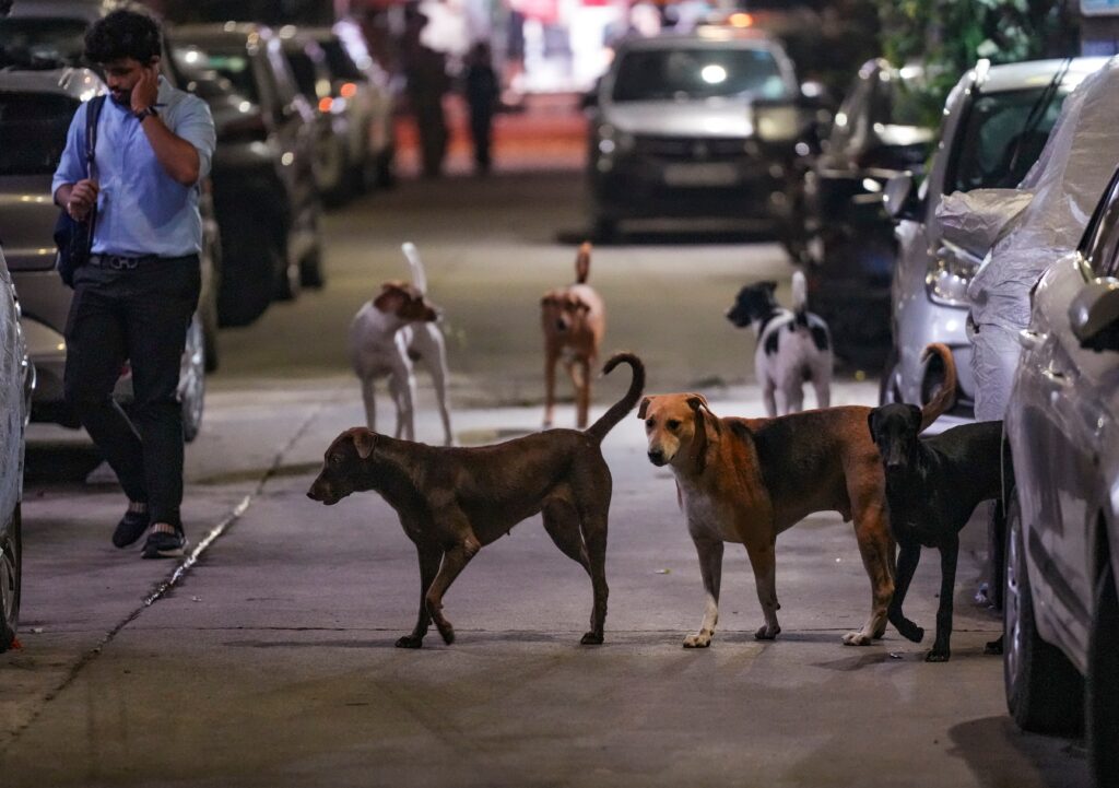 Stray dogs removal 